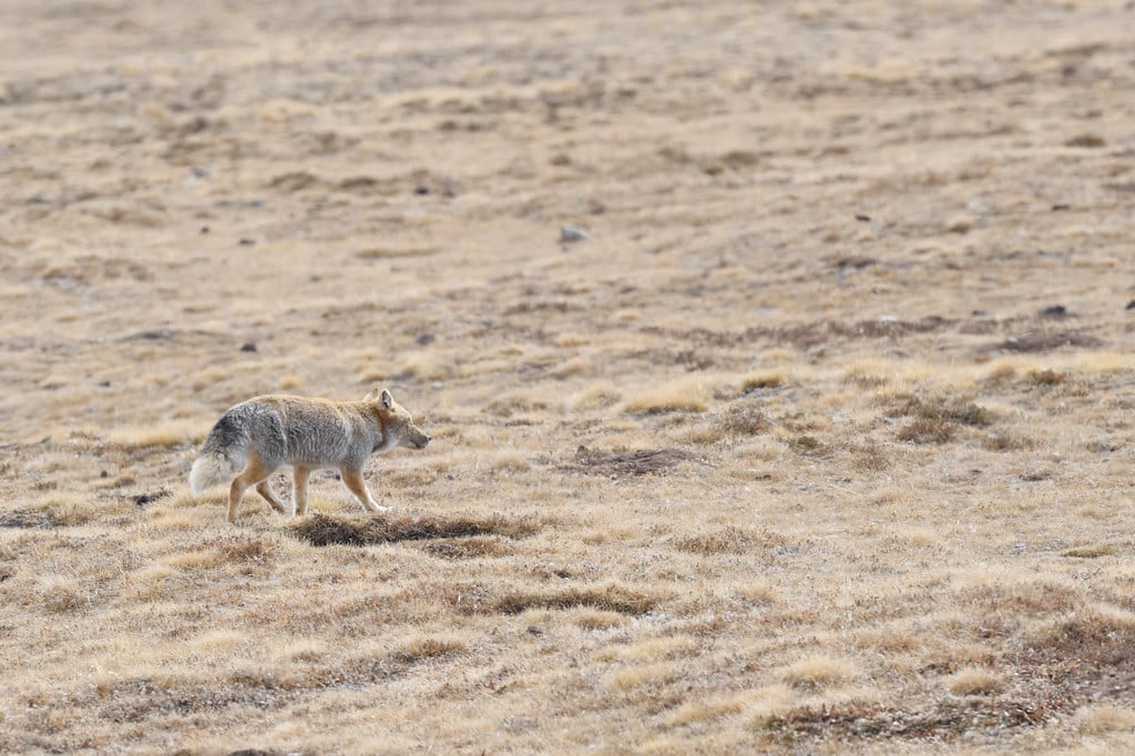 藏狐tibetan fox (vulpes ferrilata) 藏狐tibetan fox (vulpes ferrilata)
