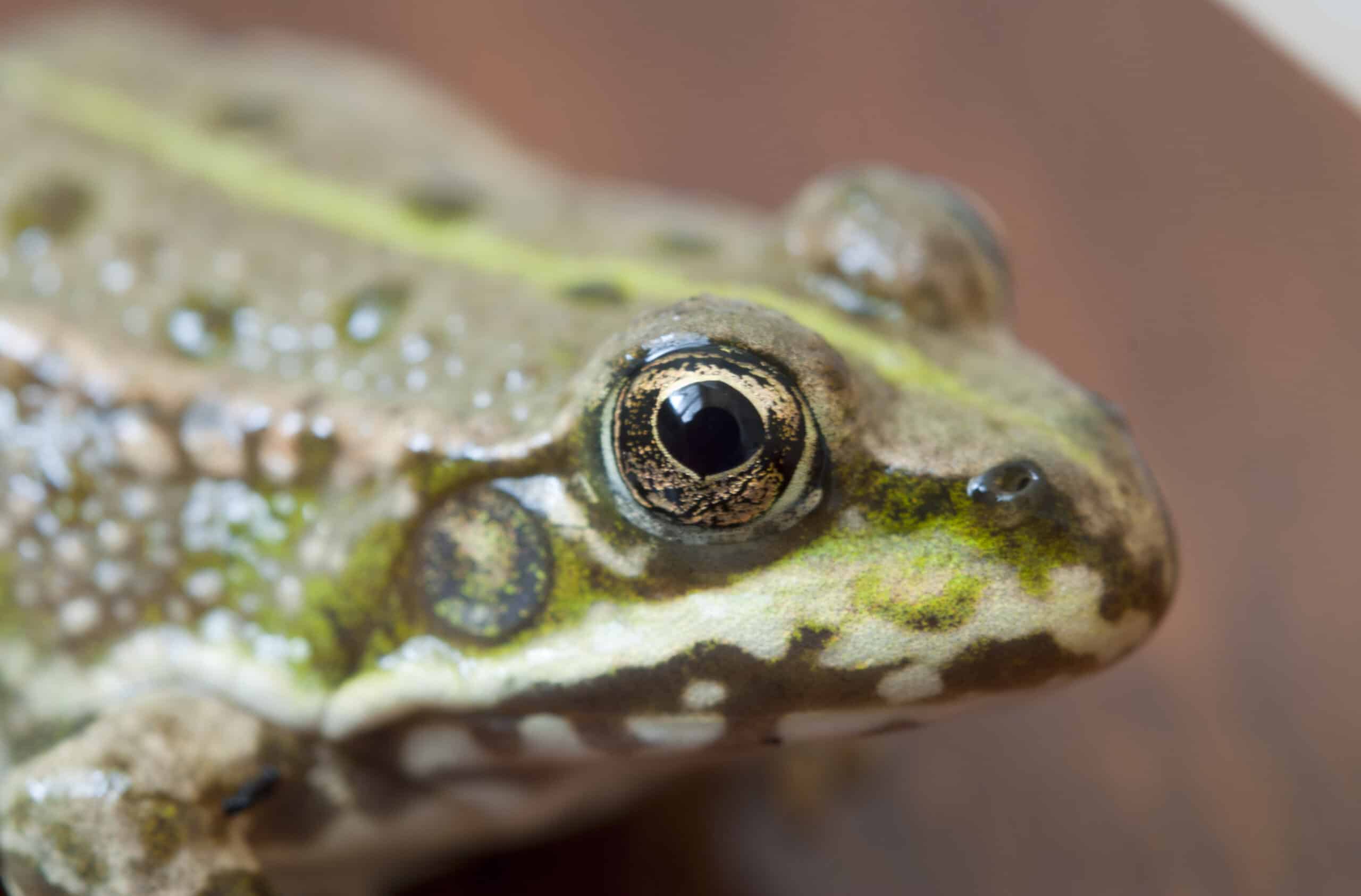 pelophylax ridibundus (3)