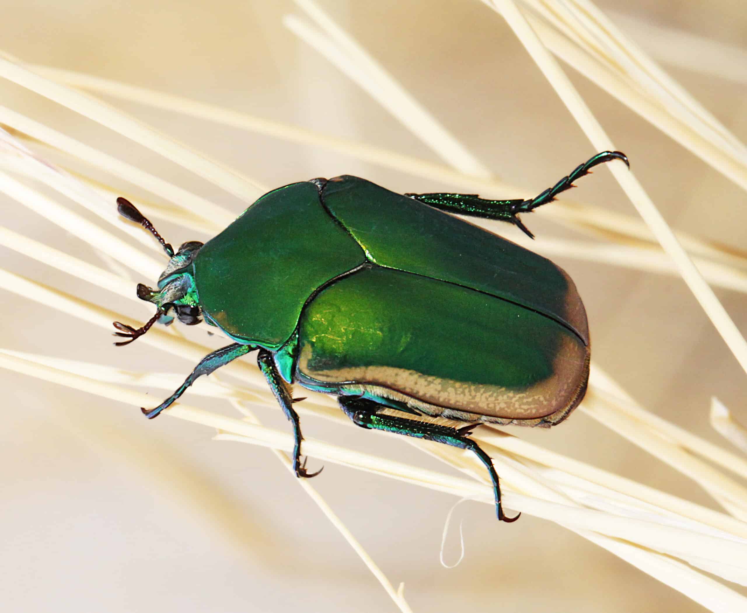 file:beetle, fig (cotinis mutabilis) (7 8 11) 78 circulo montana, patagonia lake ranch estates, scc, az 01 (5916124009).jpg