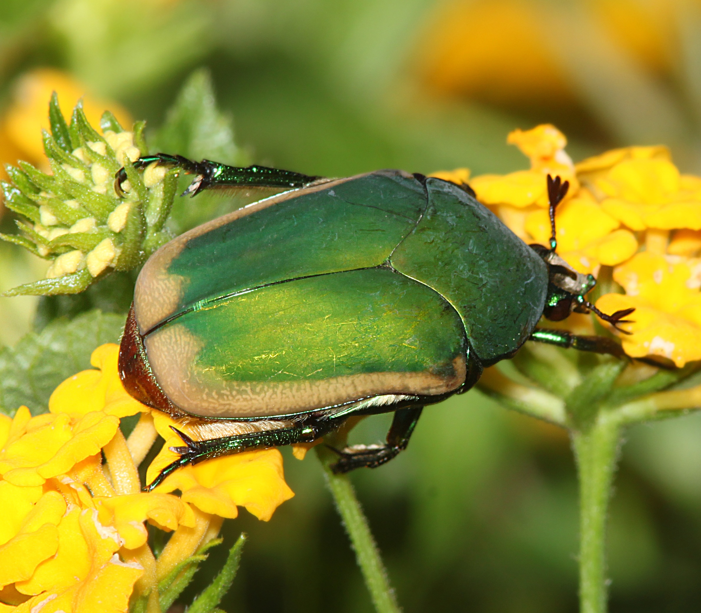 file:beetle, fig (cotinis mutabilis) (7 14 11) 78 circulo montana, patagonia lake ranch estates, scc, az 01 (5938095662).jpg