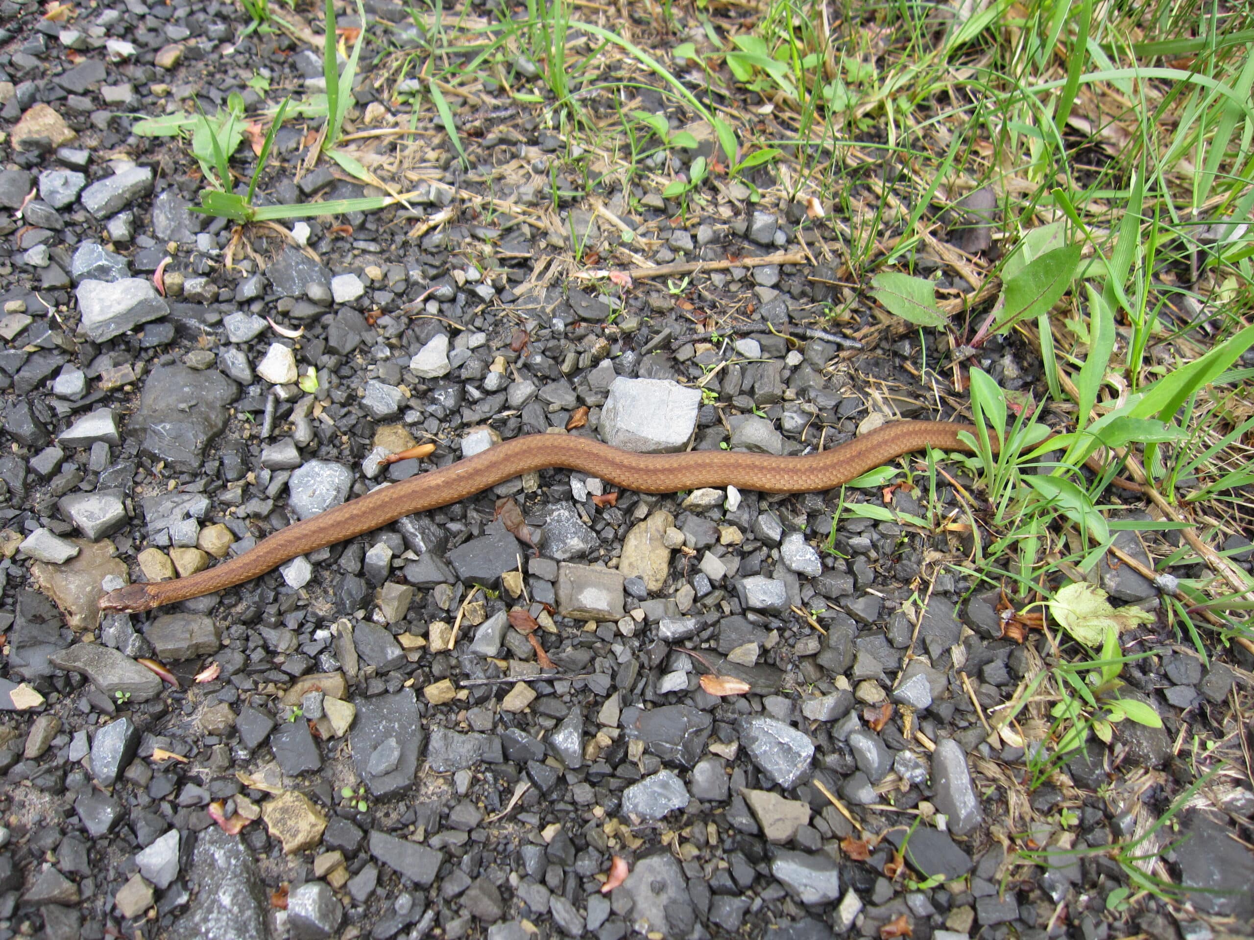 northern brown snake northern brown snake