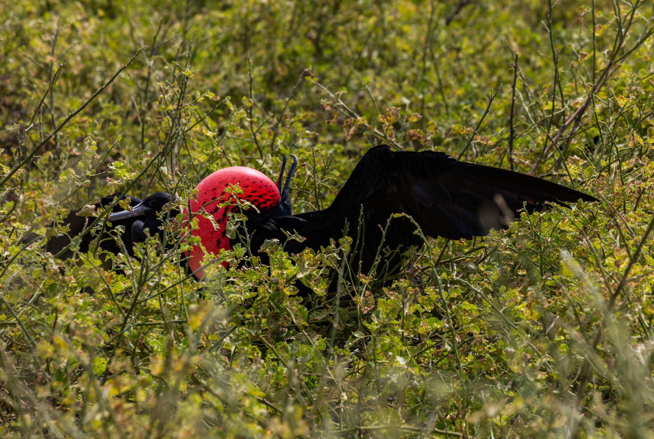 file:fragata común (fregata minor), isla lobos, islas galápagos, ecuador, 2015 07 25, dd 57.jpg file:fragata común (fregata minor), isla lobos, islas galápagos, ecuador, 2015 07 25, dd 57.jpg