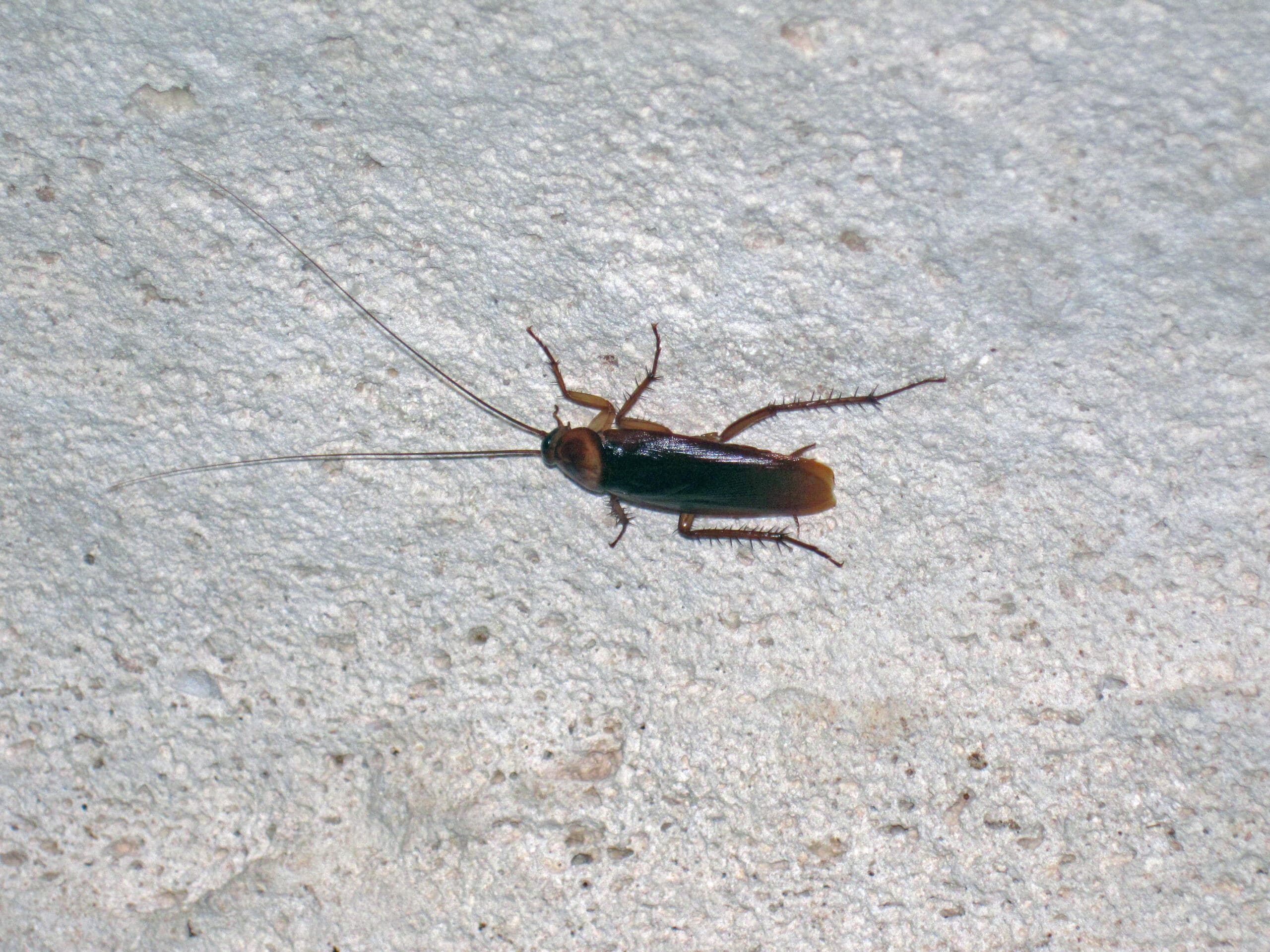 periplaneta americana (16205845409) periplaneta americana (16205845409)