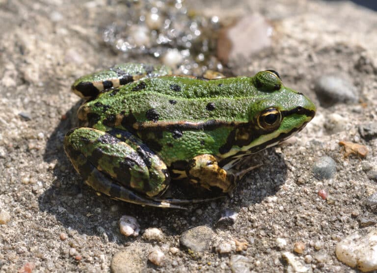 pelophylax ridibundus qtl3