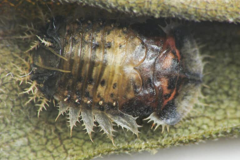 charidotella sexpunctata pupa