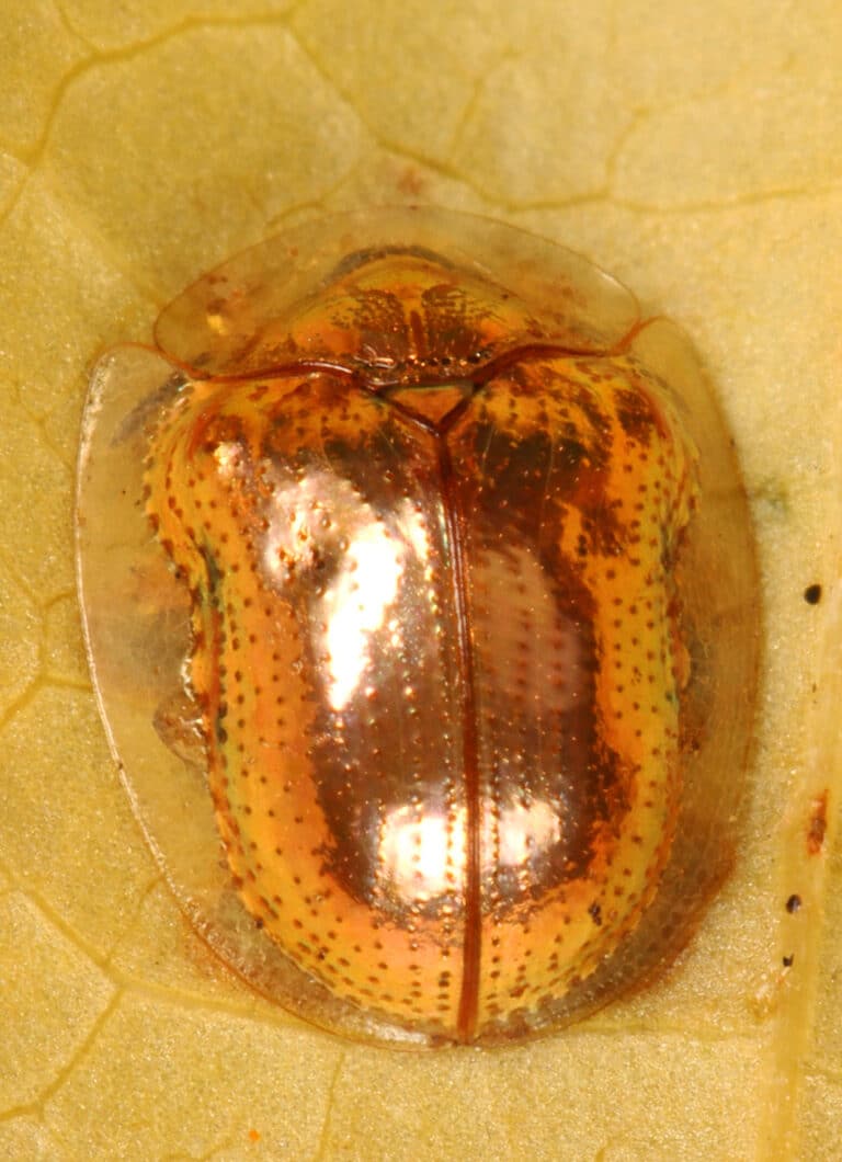 day 294 golden tortoise beetle charidotella sexpunctata, woodbridge, virginia