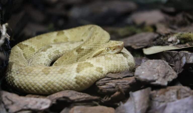 bothrops insularis Golden Lancehead