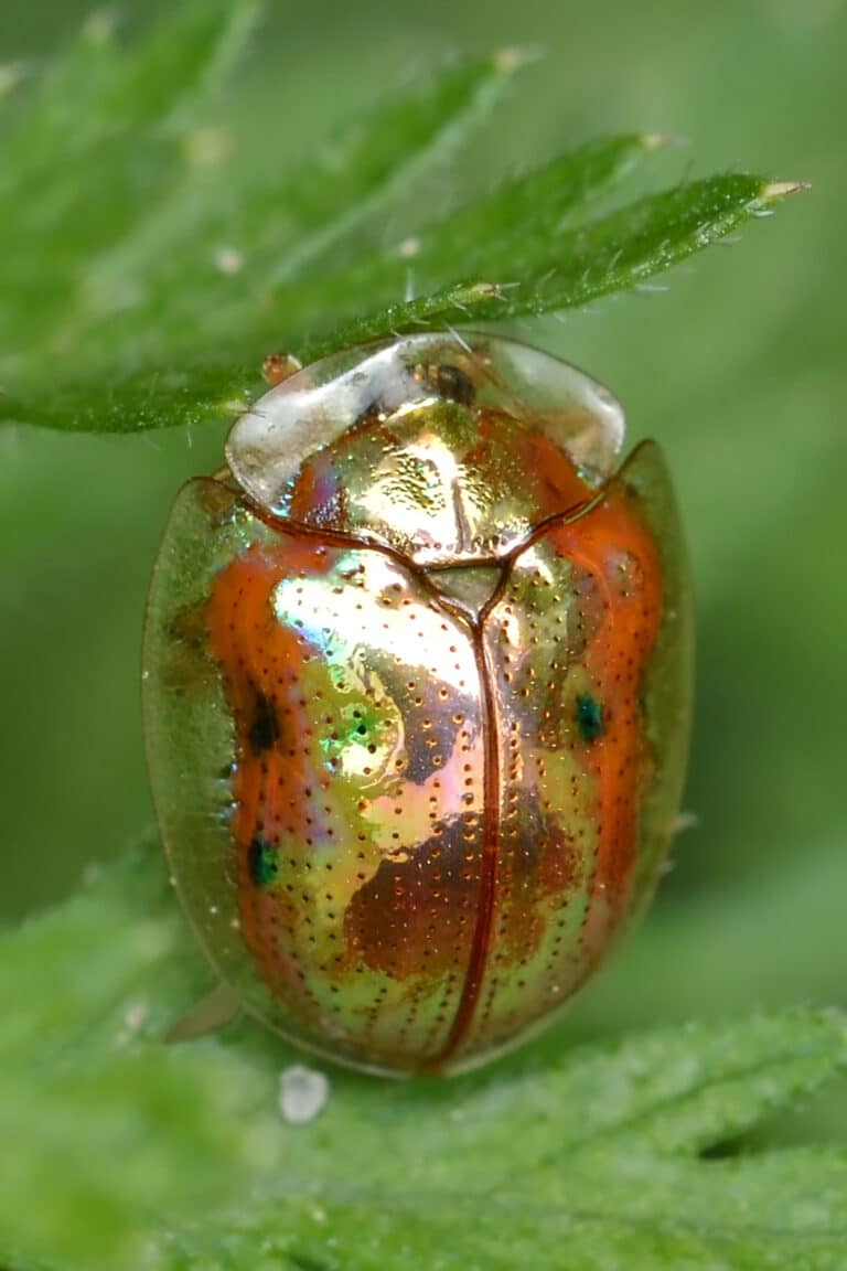 golden tortoise beetle (charidotella sexpunctata) guelph, ontario 02