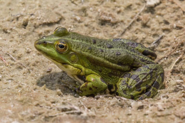 marsh frog (pelophylax ridibundus) Marsh Frog