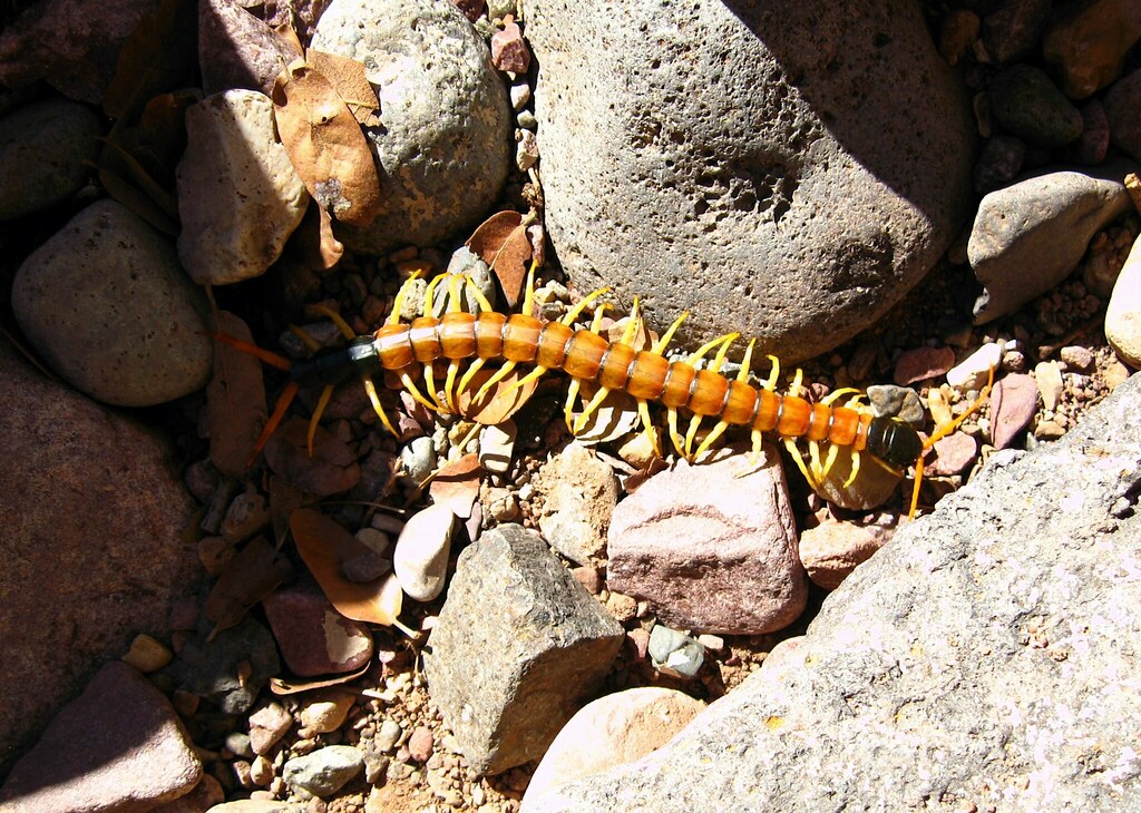 giant desert centipede