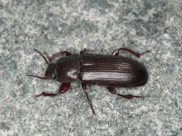 tenebrio molitor (28239146917)