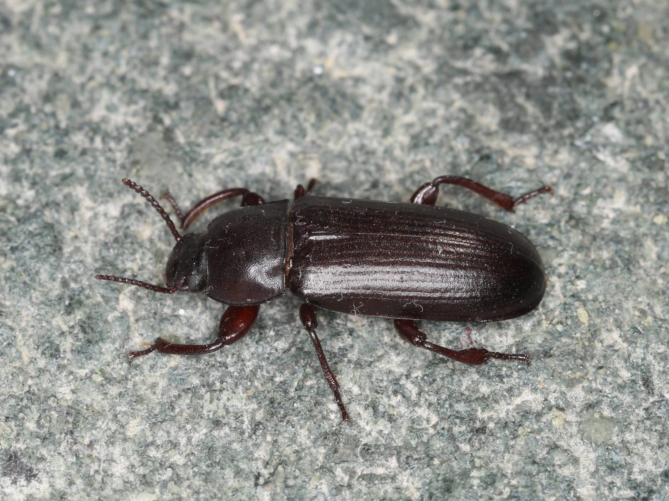tenebrio molitor (28239146917)