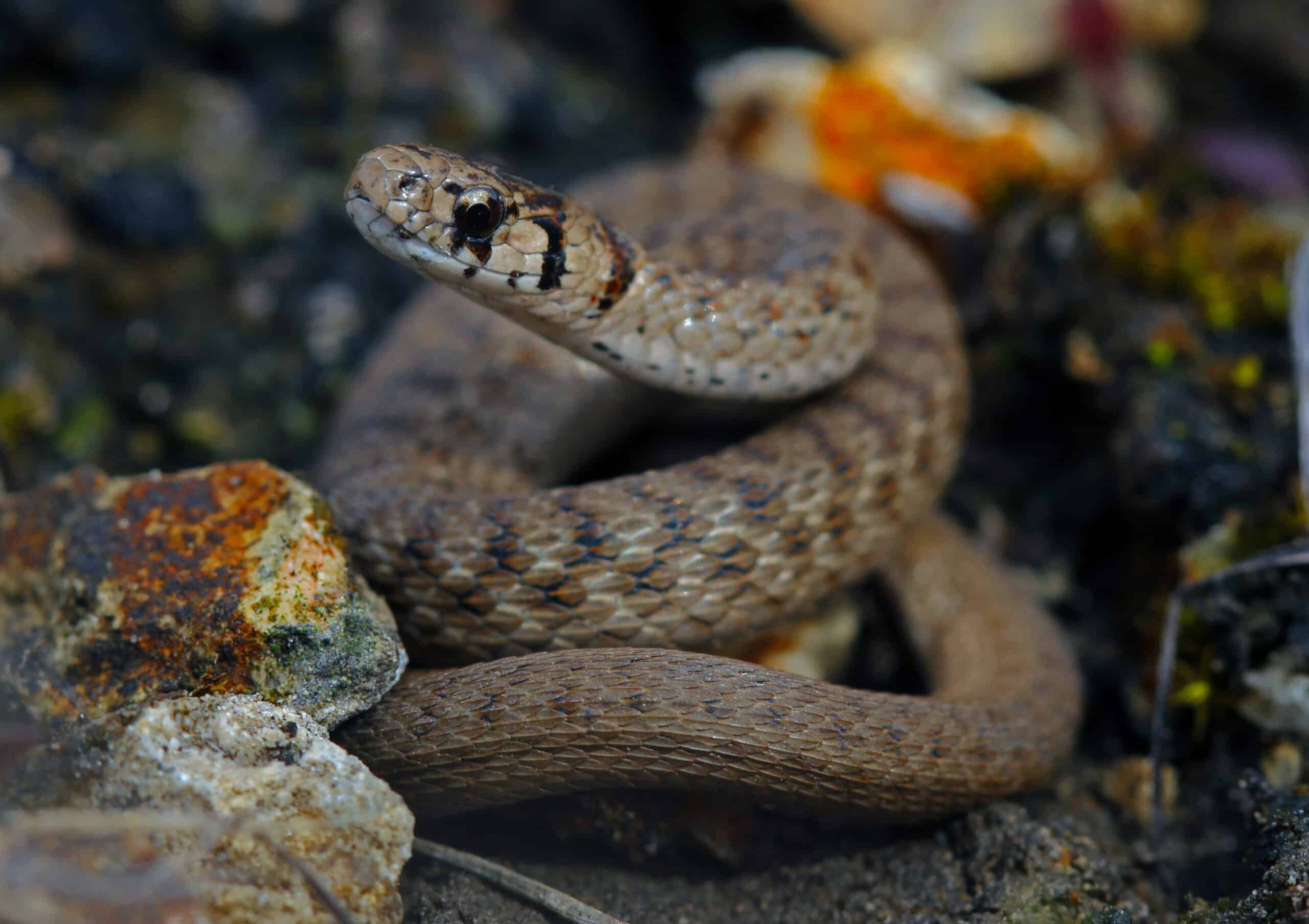 storeria dekayi wrightorum, abwehrhaltung storeria dekayi wrightorum, abwehrhaltung
