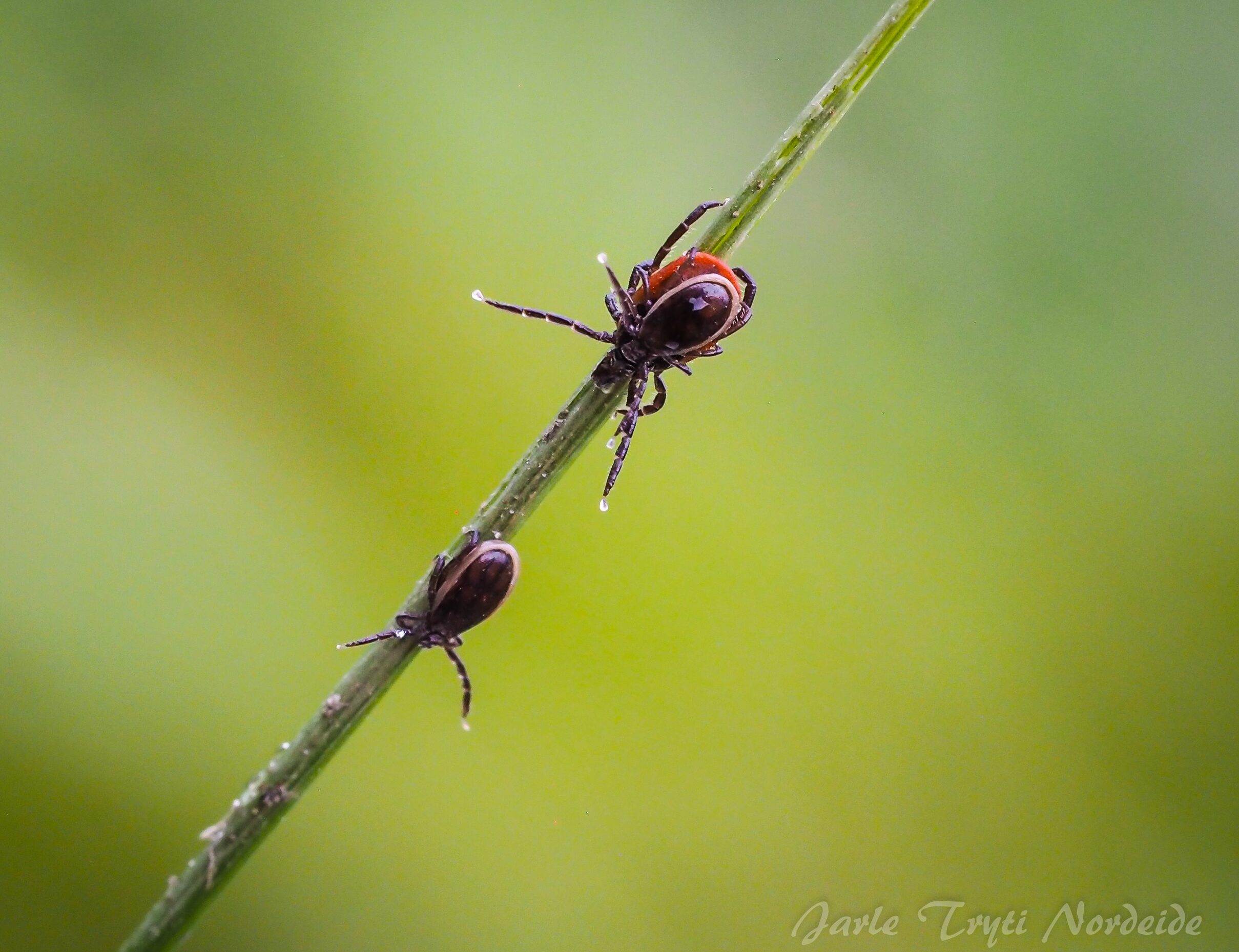 castor bean tick (ixodes recinus)  Tick
