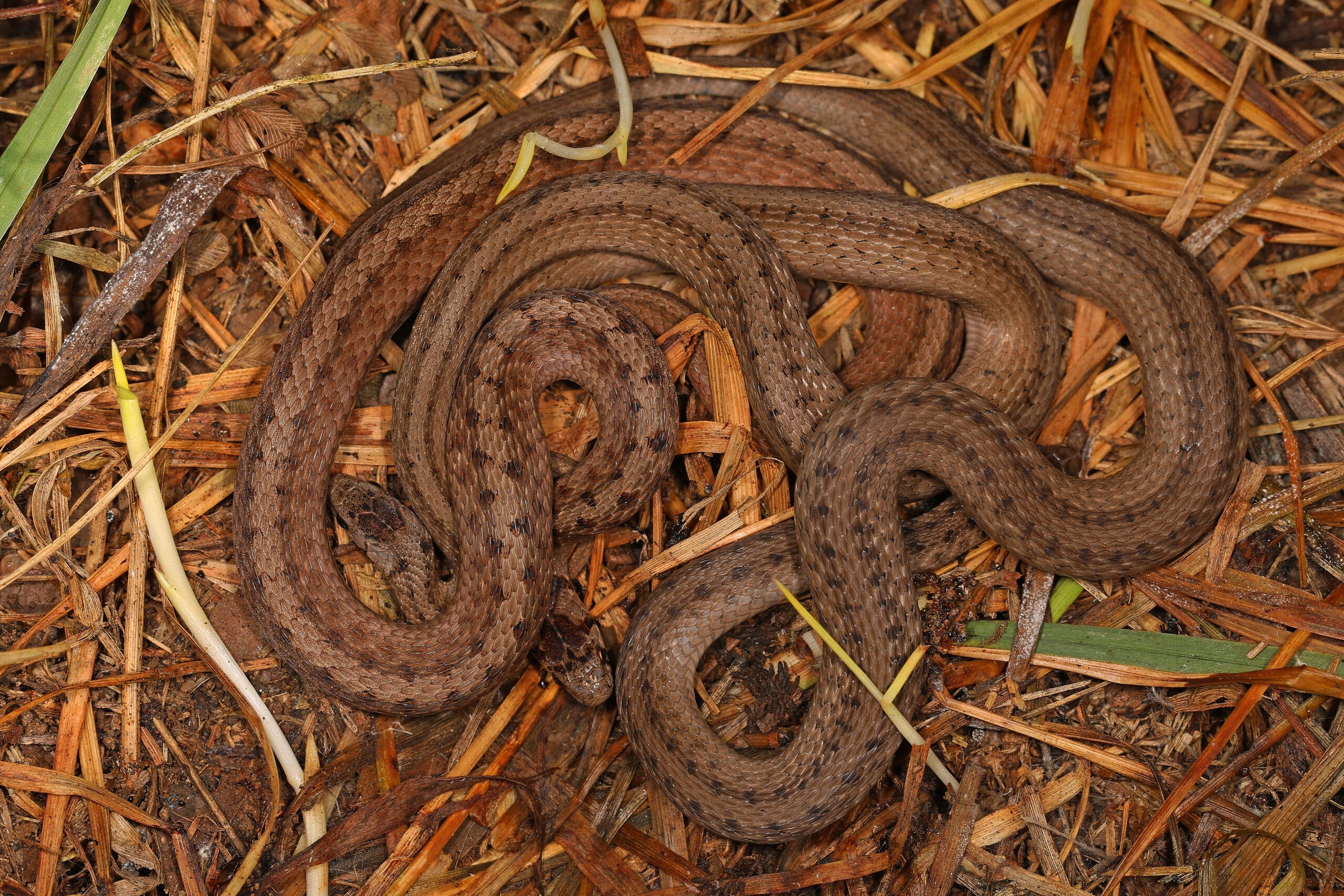 dekay’s brown snake storeria dekayi, leesylvania state park, woodbridge, virginia, july 18, 2022 (52261076830) dekay’s brown snake storeria dekayi, leesylvania state park, woodbridge, virginia, july 18, 2022 (52261076830)