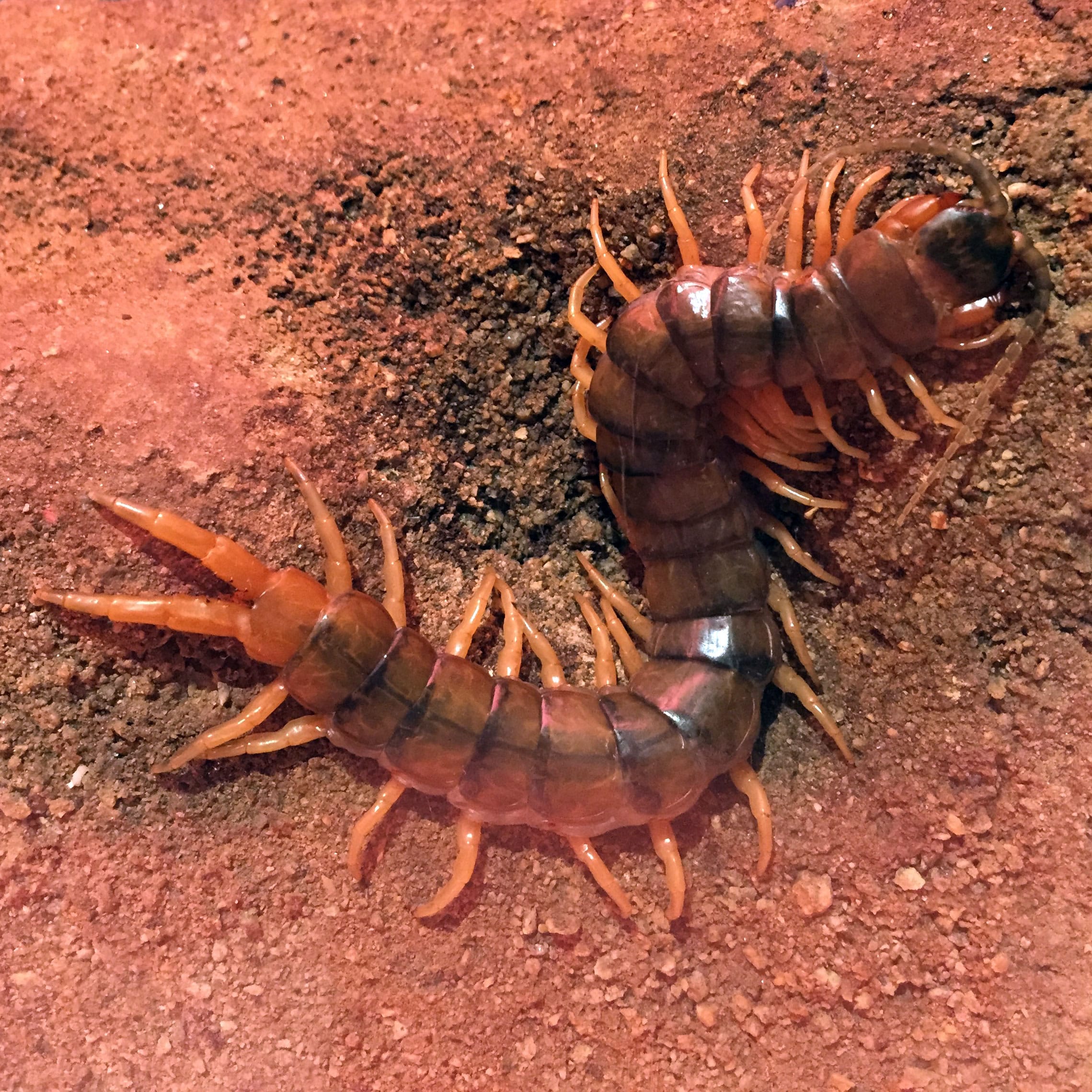 file:scolopendra giant desert centipede.jpg
