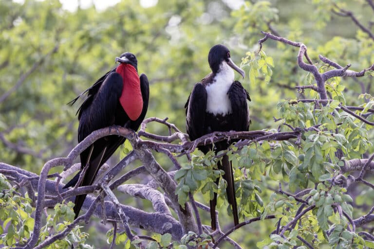 bindenfregattvogel (fregata minor), brutpaar (52950501651) bindenfregattvogel (fregata minor), brutpaar (52950501651) Frigatebird