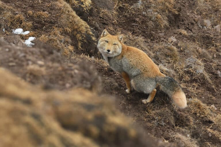 藏狐tibetan fox (vulpes ferrilata) 藏狐tibetan fox (vulpes ferrilata) Tibetan Fox