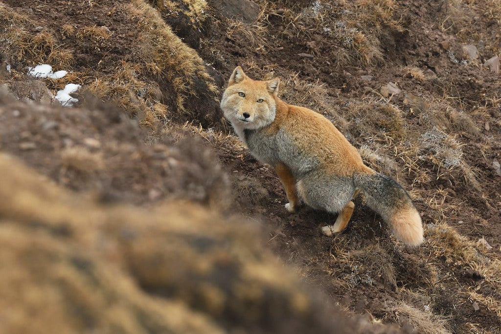 藏狐tibetan fox (vulpes ferrilata) 藏狐tibetan fox (vulpes ferrilata) Tibetan Fox