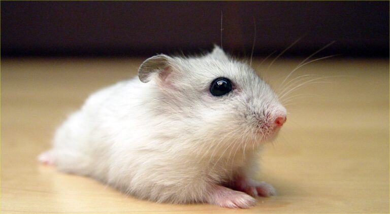 pearl winter white russian dwarf hamster front