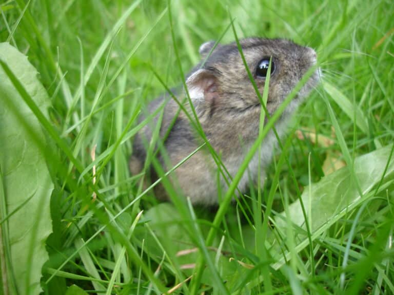 russian dwarf hamster in the garden