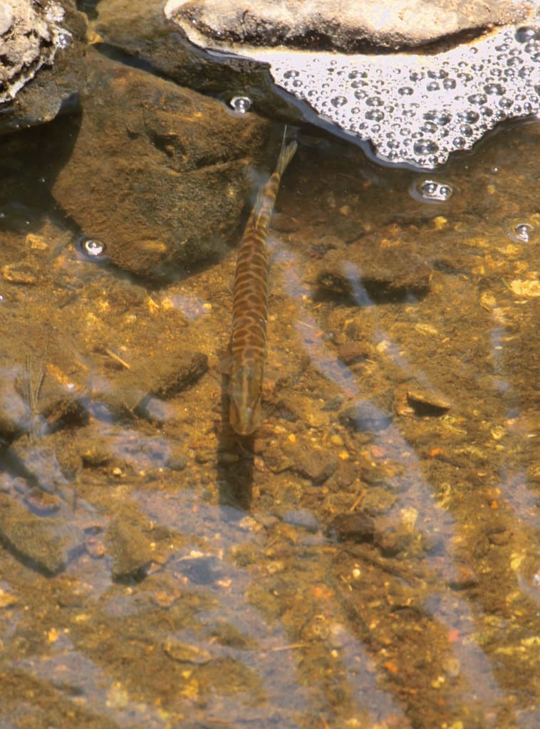 tiger muskellunge