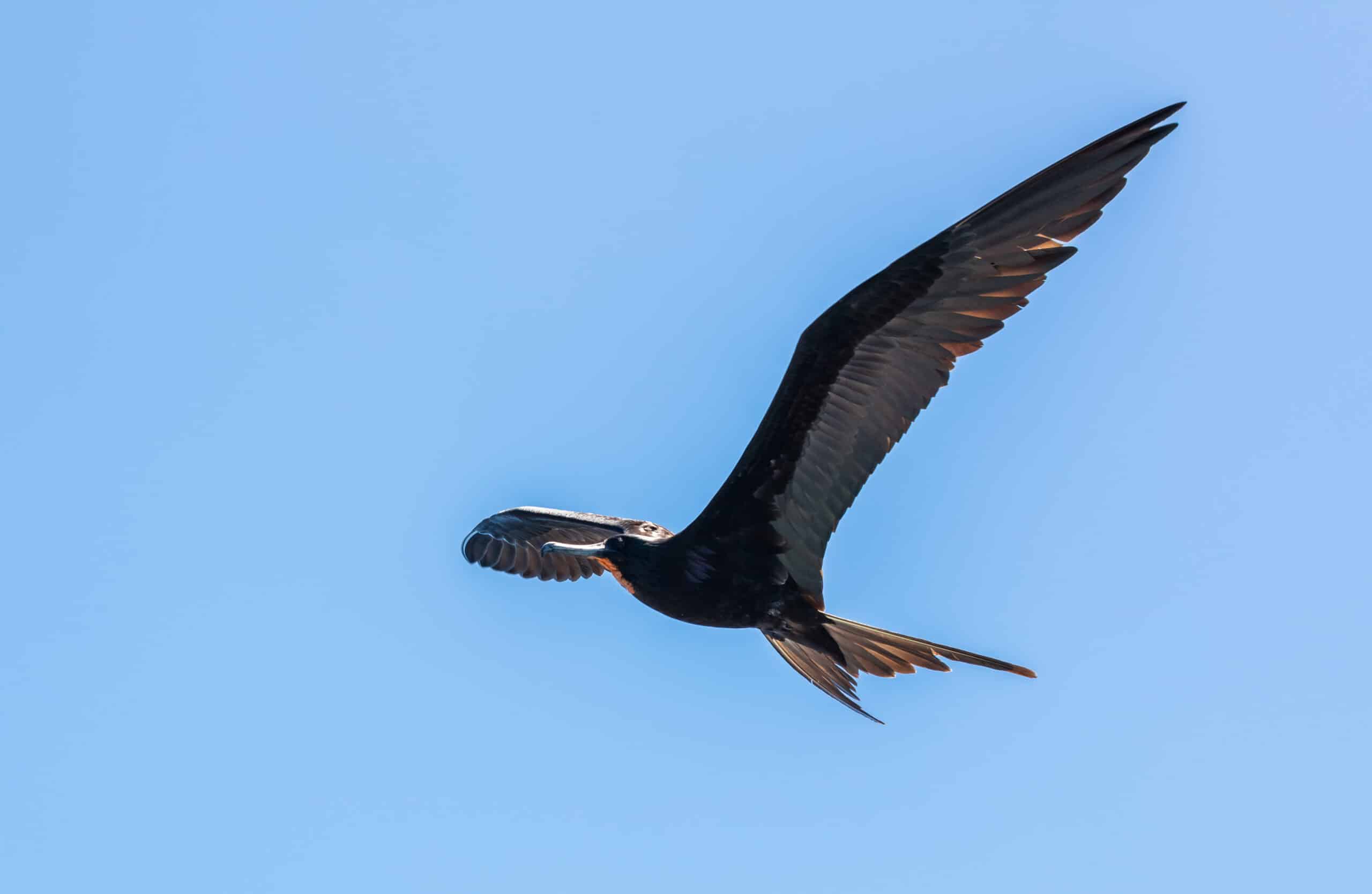 file:fragata común (fregata minor), isla de san cristóbal, islas galápagos, ecuador, 2015 07 24, dd 91.jpg file:fragata común (fregata minor), isla de san cristóbal, islas galápagos, ecuador, 2015 07 24, dd 91.jpg