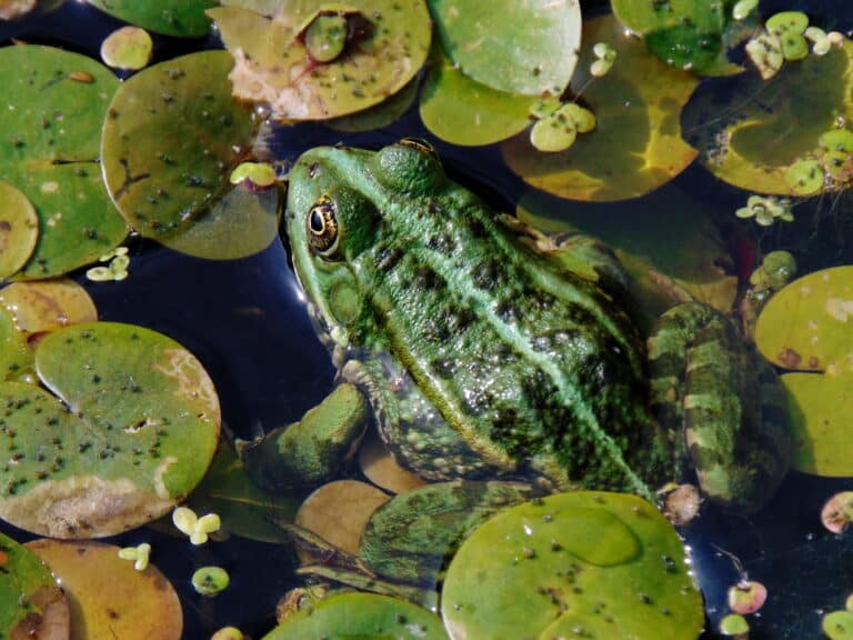 pelophylax ridibundus 18(02). bilenʹke