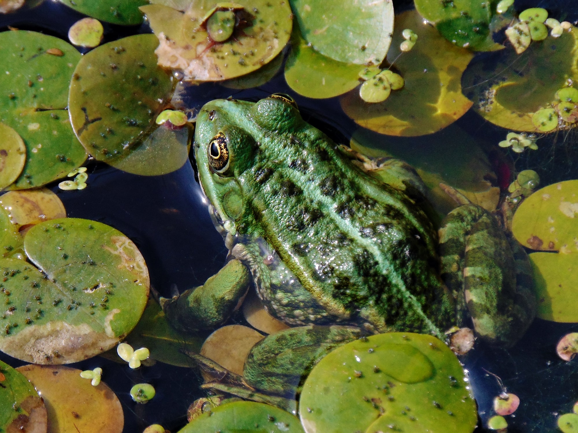 pelophylax ridibundus 18(02). bilenʹke