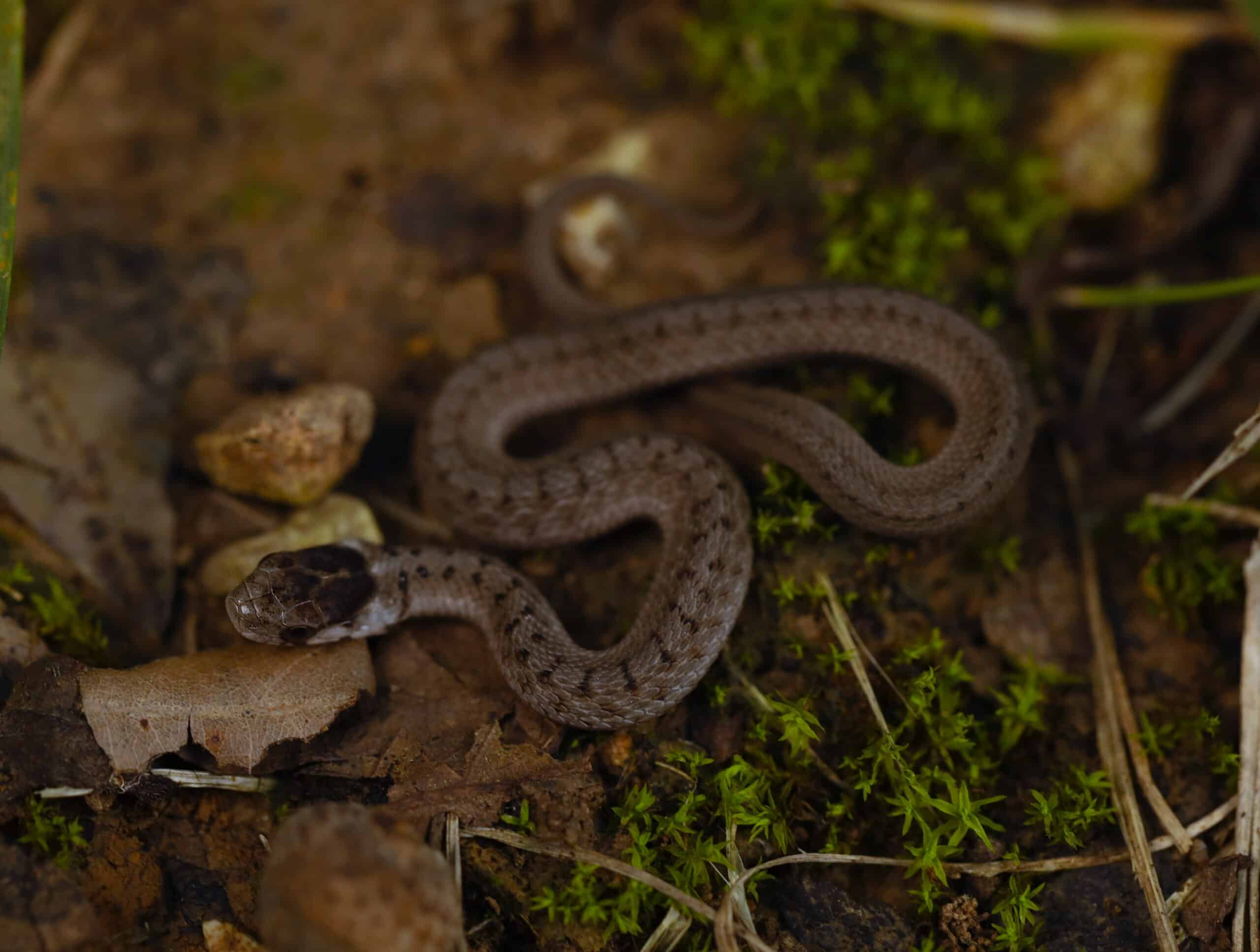 midland brownsnake (storeria dekayi wrightorium) flickr 2ndpeter midland brownsnake (storeria dekayi wrightorium) flickr 2ndpeter