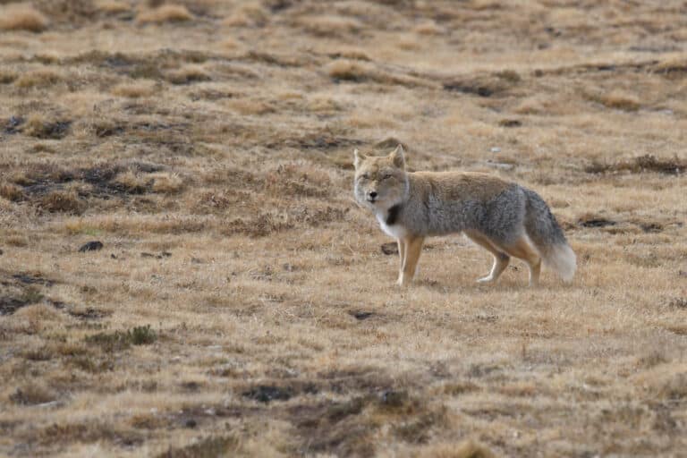 藏狐tibetan fox (vulpes ferrilata) 藏狐tibetan fox (vulpes ferrilata)