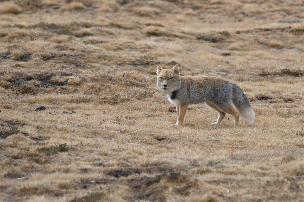 藏狐tibetan fox (vulpes ferrilata) 藏狐tibetan fox (vulpes ferrilata)
