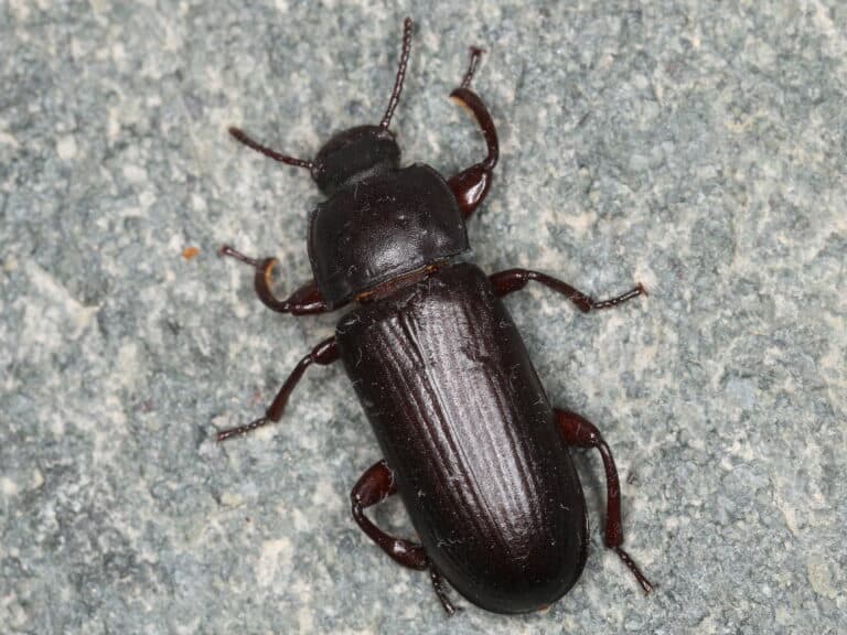 tenebrio molitor (41296850200)