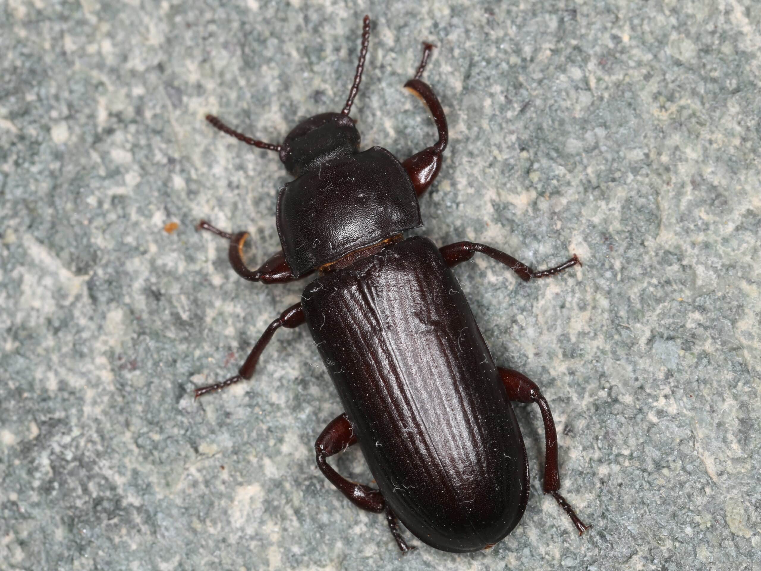 tenebrio molitor (41296850200)