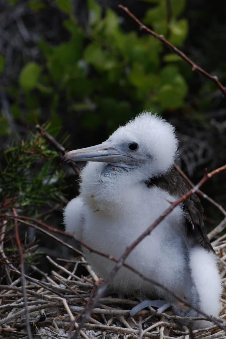 magnificent frigatebird (fregata magnificens) chick in nest magnificent frigatebird (fregata magnificens) chick in nest
