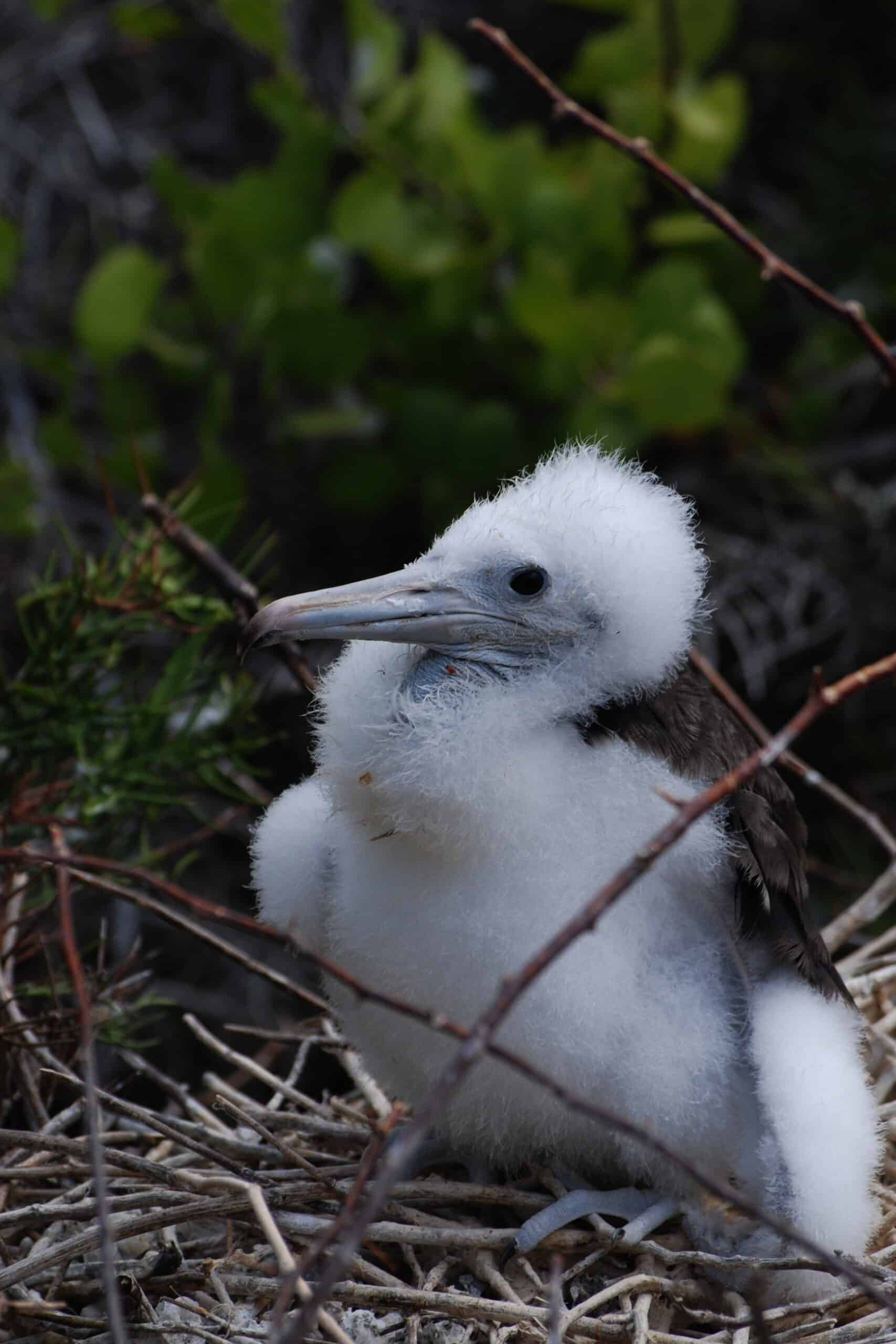magnificent frigatebird (fregata magnificens) chick in nest magnificent frigatebird (fregata magnificens) chick in nest