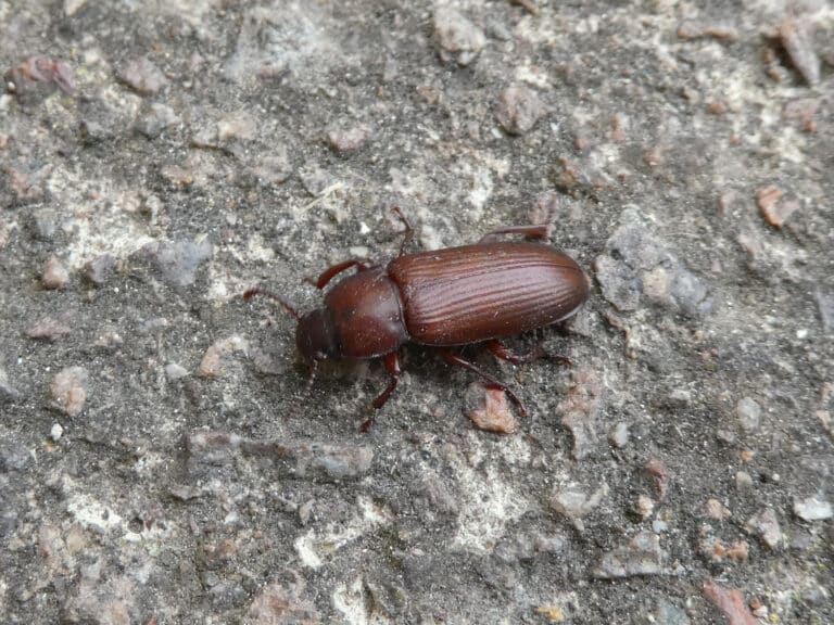 tenebrio molitor piazzo 02