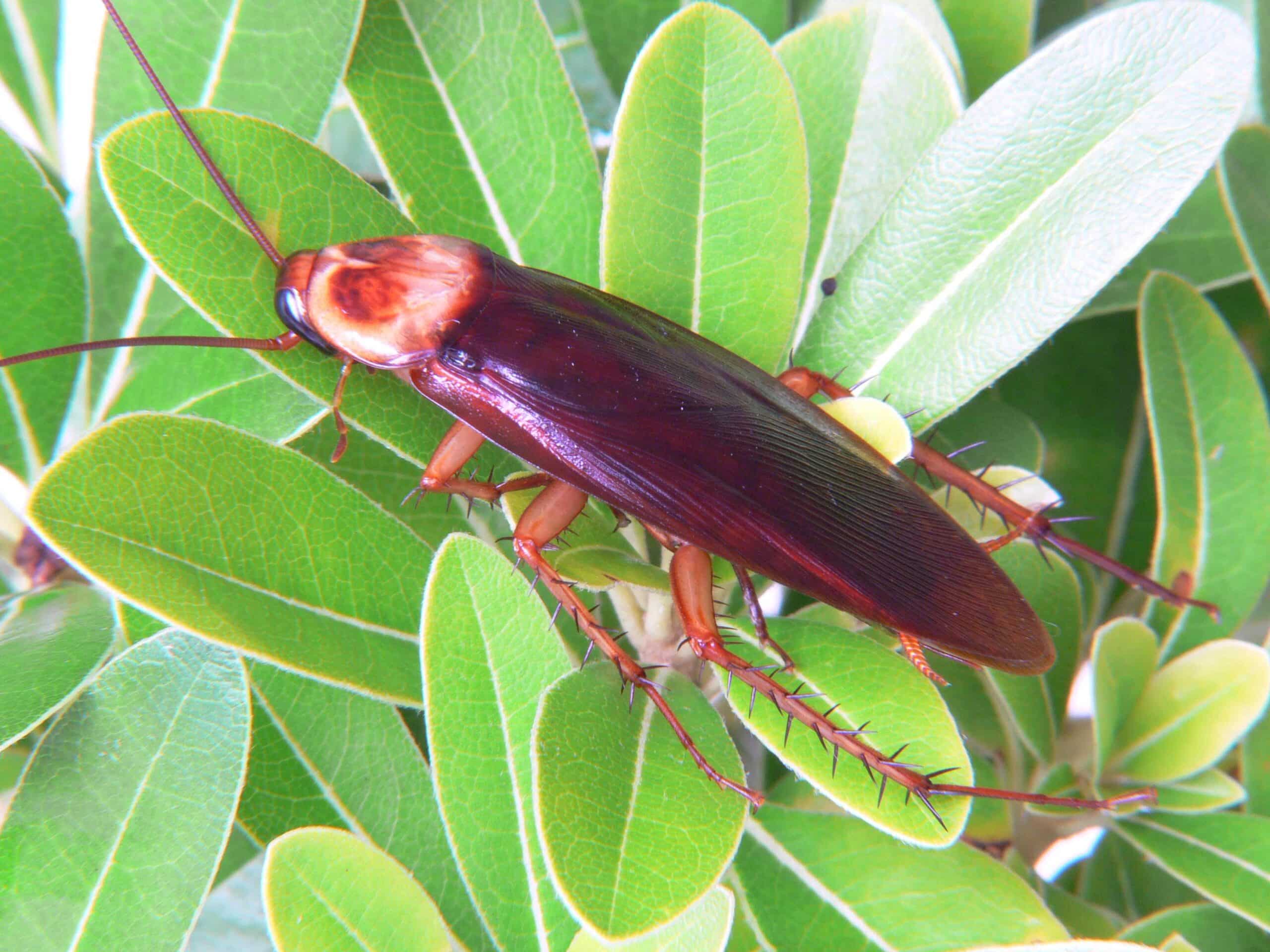 periplaneta americana amerikanische grossschabe 2 periplaneta americana amerikanische grossschabe 2 American Cockroach