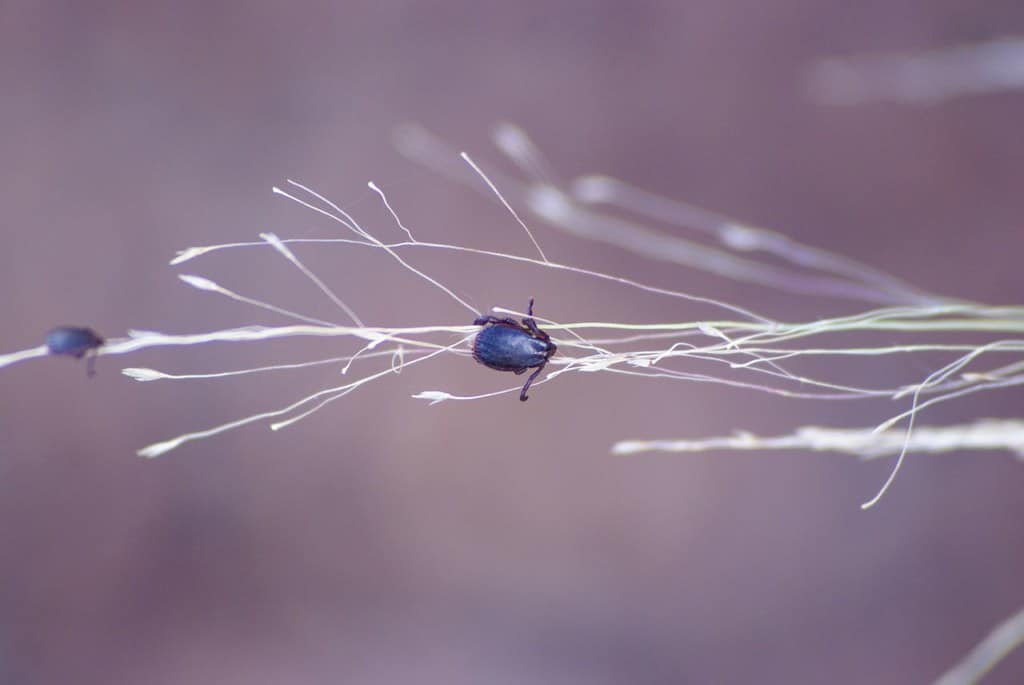 tick