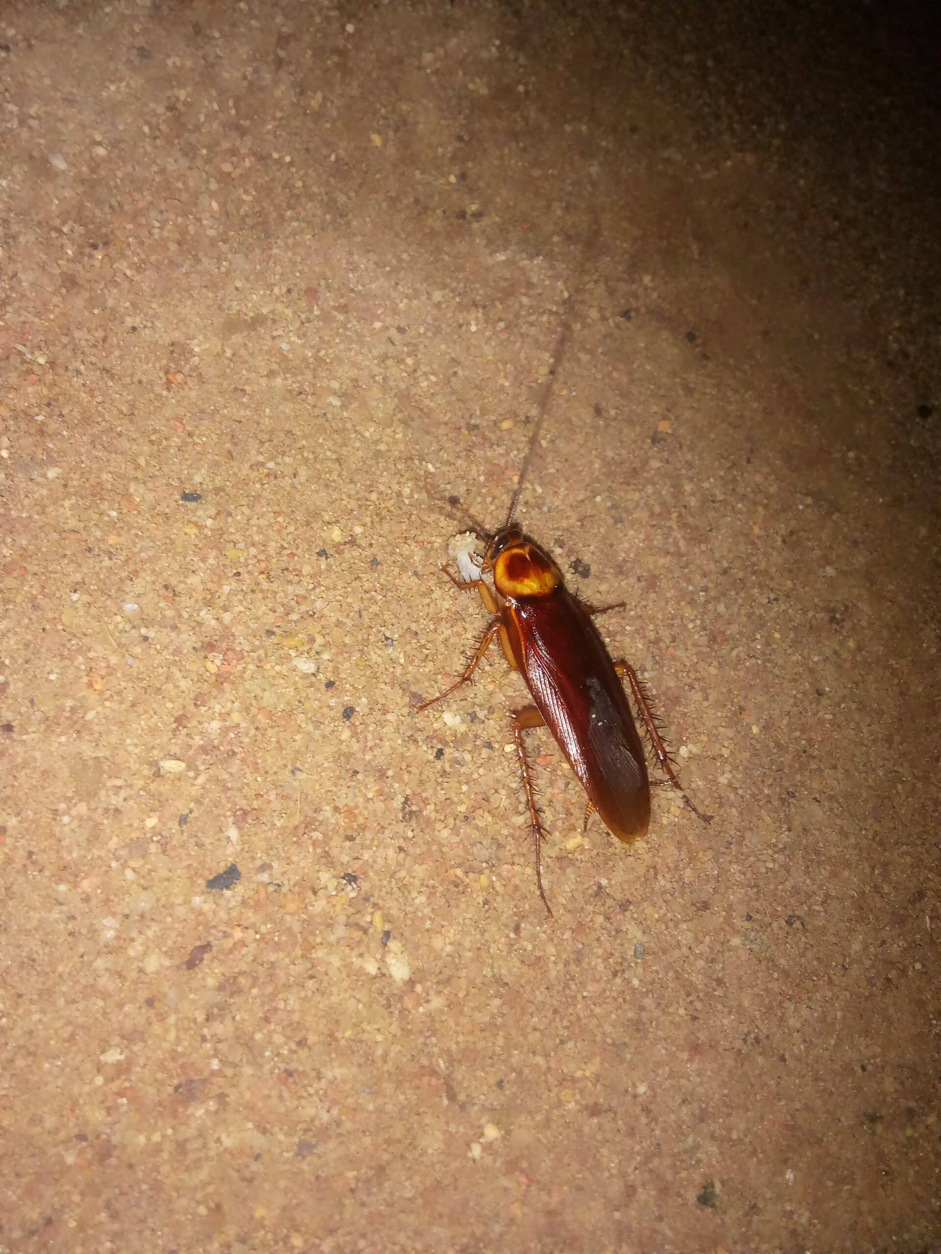 periplaneta americana eating dropped food periplaneta americana eating dropped food