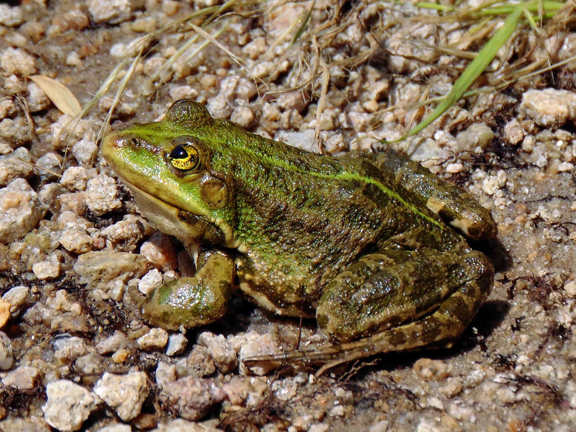 pelophylax ridibundus 21(03). khortytsia