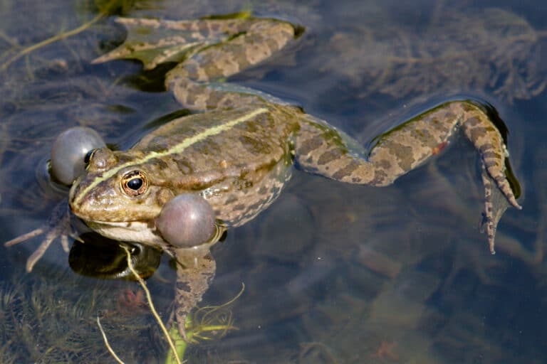 pelophylax ridibundus call