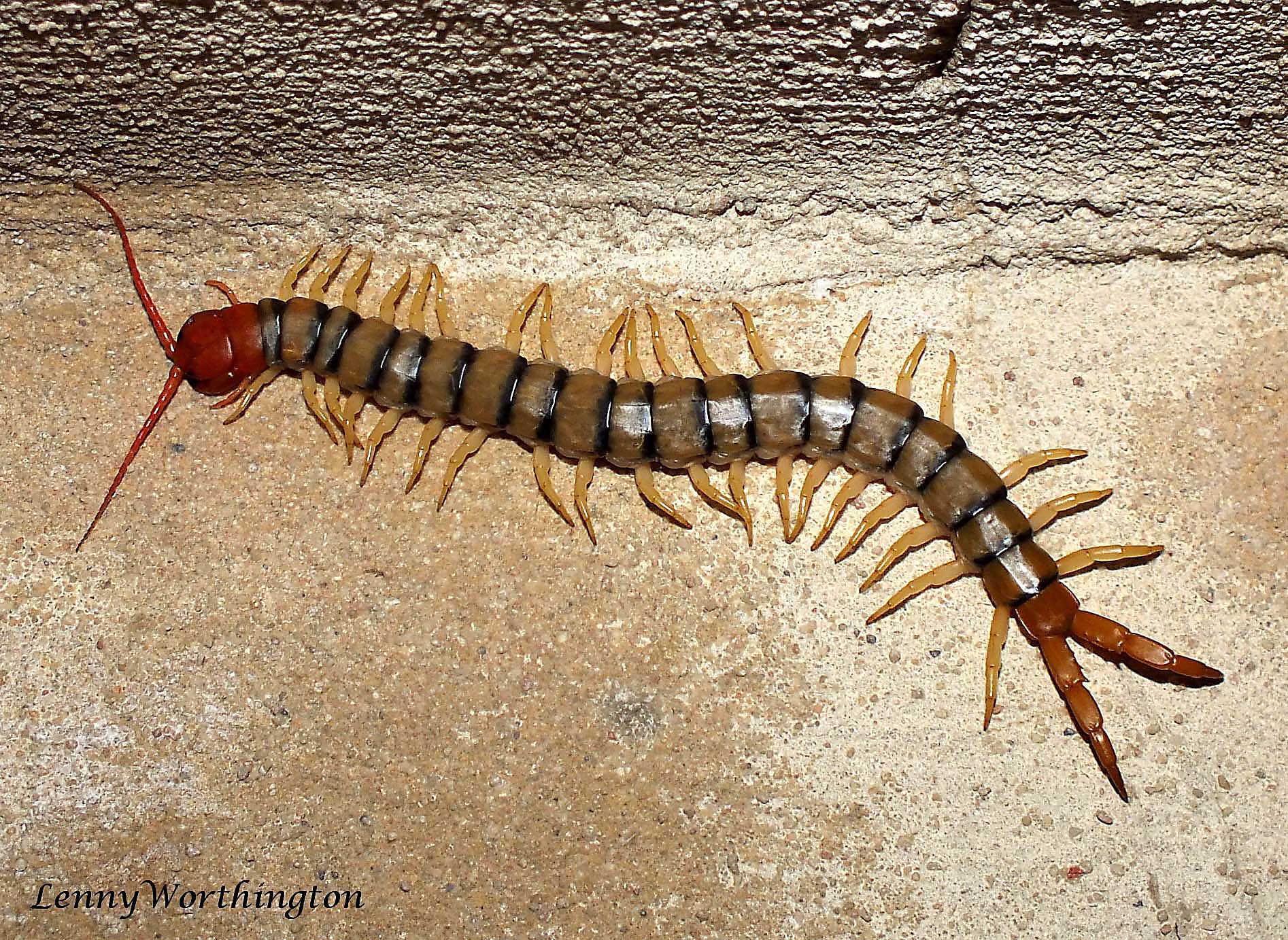 scolopendra heros centipede 15 cm (18362756629)