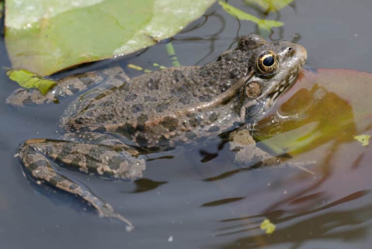 pelophylax ridibundus jdp 2013 06 08 n05