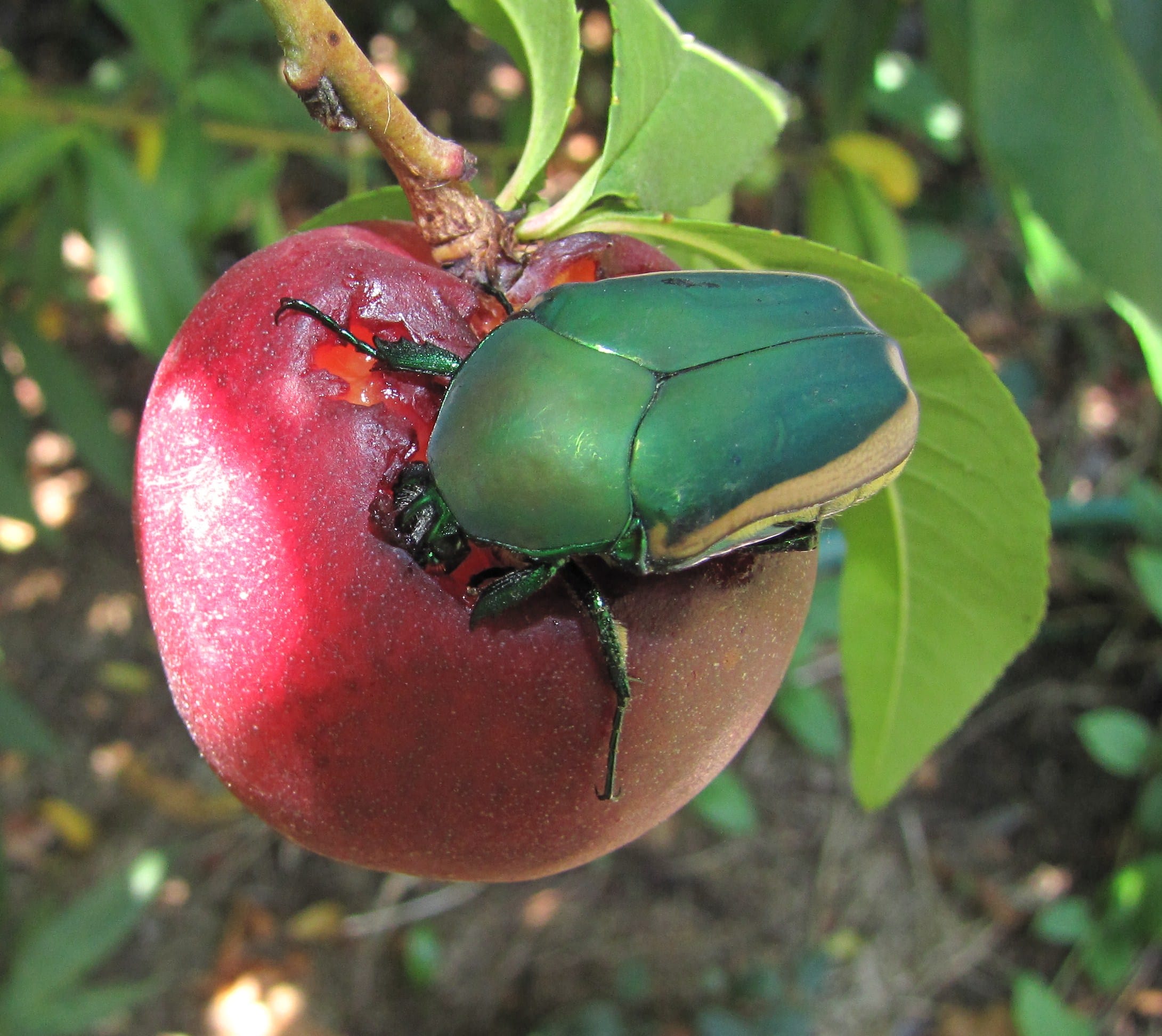 file:cotinismutabilis 7864.jpg