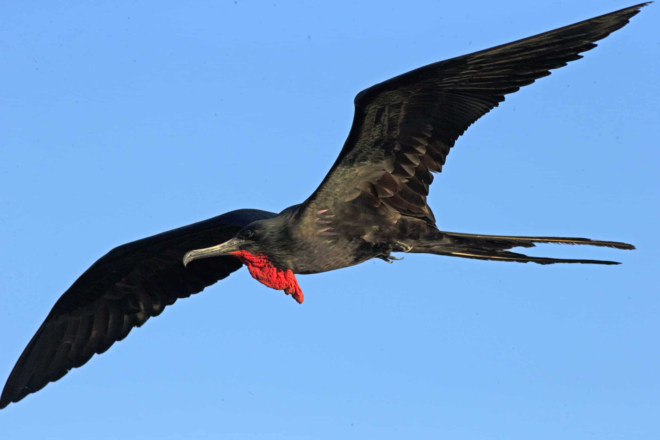magnificent frigatebird (fregata magnificens) (20170685800) magnificent frigatebird (fregata magnificens) (20170685800)