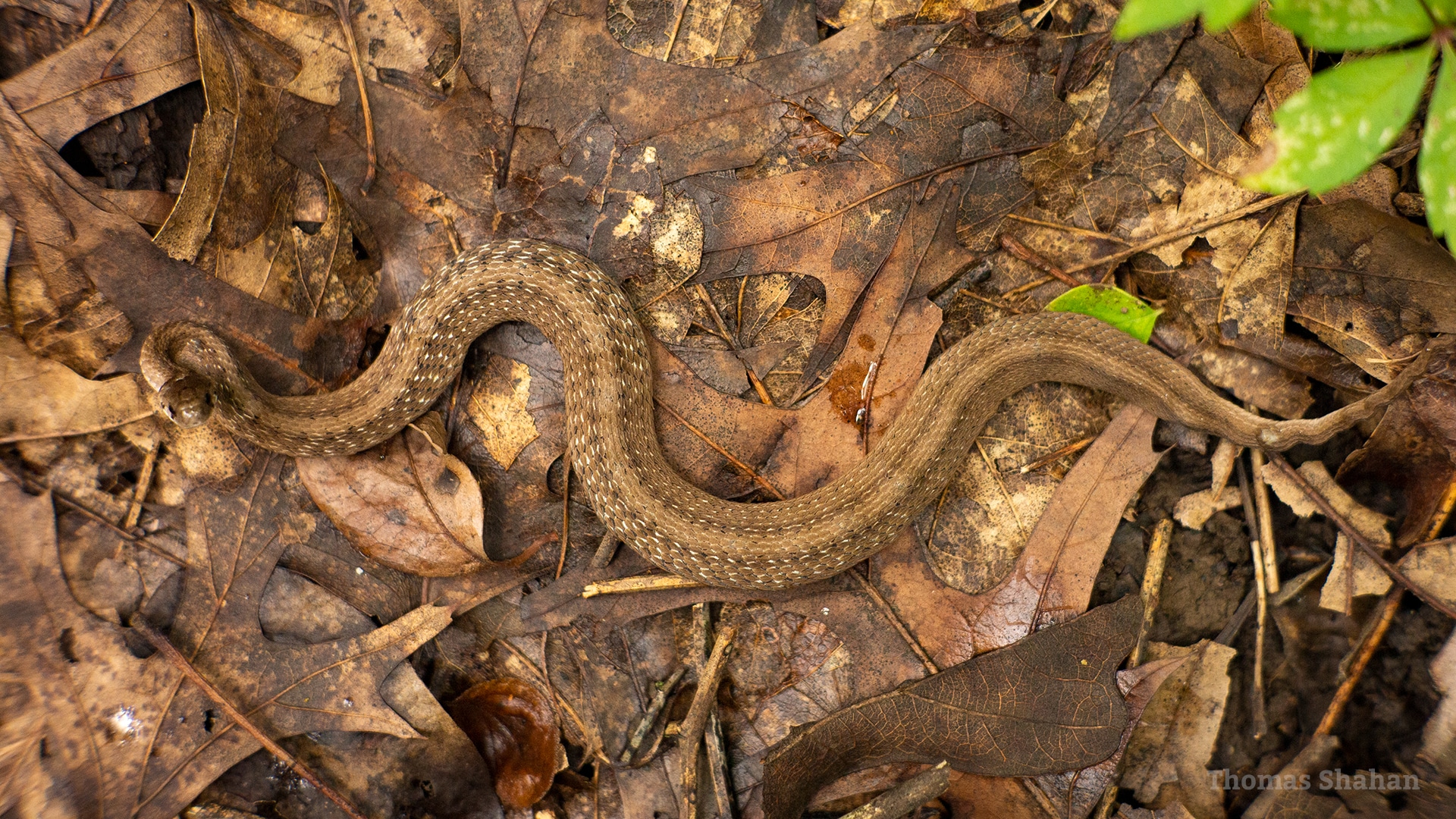 storeria dekayi dekay’s brownsnake oklahoma storeria dekayi dekay’s brownsnake oklahoma