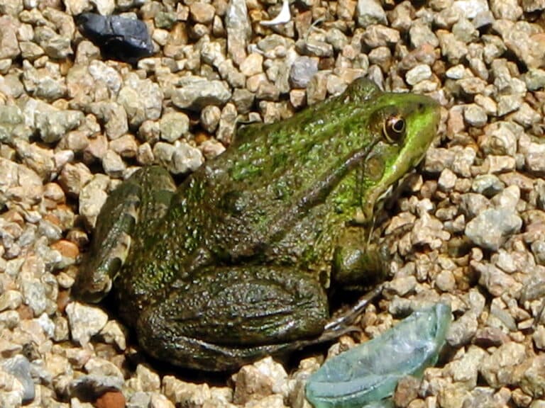 pelophylax ridibundus 08(04). khortytsia