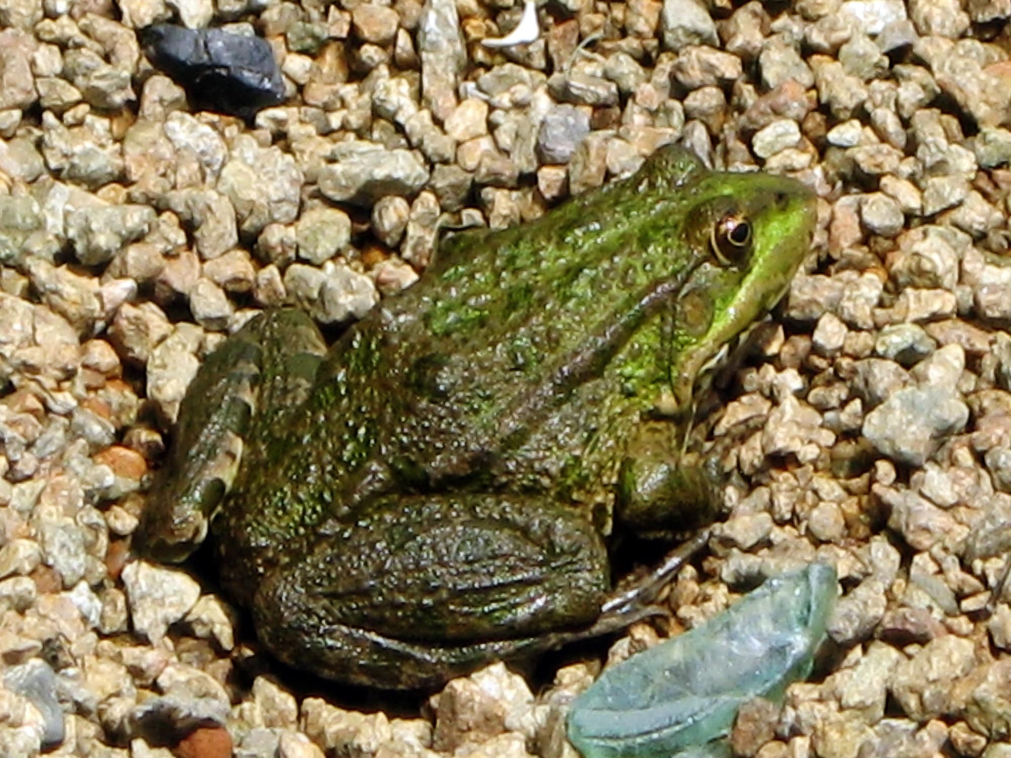 pelophylax ridibundus 08(04). khortytsia
