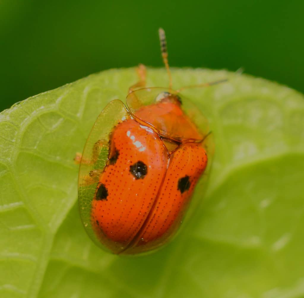 golden tortoise beetle charidotella sexpunctata